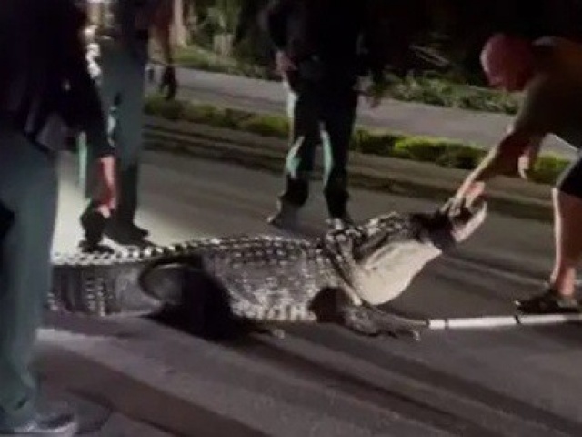 Cá sấu khổng lồ bất ngờ xuất hiện giữa mùa lạnh, cảnh sát nhanh chóng vào cuộc