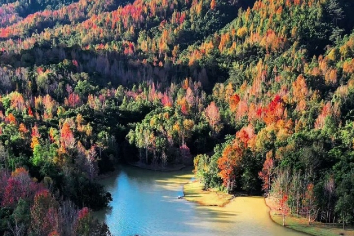 Rừng phong Khe Sanh đổi màu lá, hút khách trekking