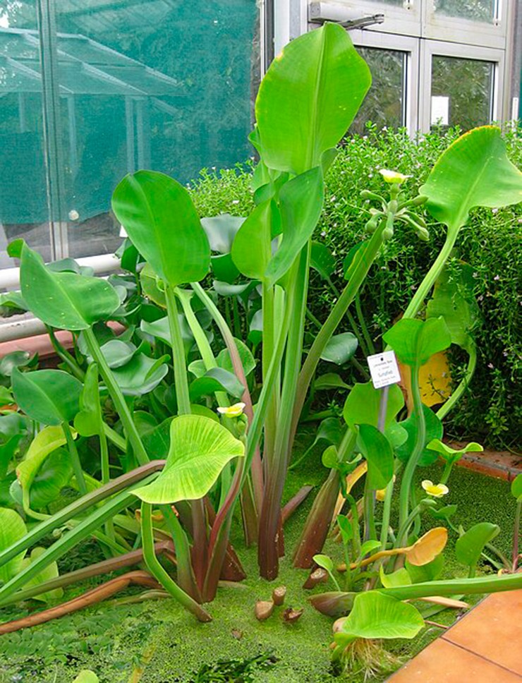 Rau kèo nèo hay còn gọi là cù nèo, tai tượng hoặc nê thảo, vốn là loài rau dại mọc nhiều ở Đồng bằng sông Cửu Long.
