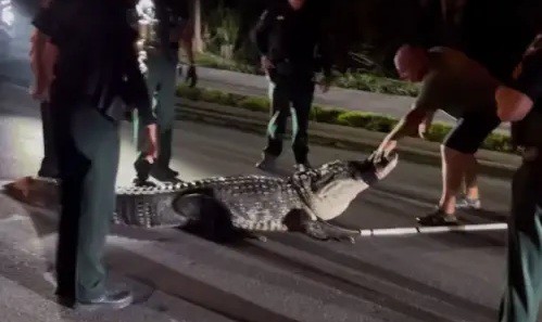 Cá sấu khổng lồ bất ngờ xuất hiện giữa mùa lạnh, cảnh sát nhanh chóng vào cuộc - 1