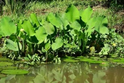 Thị trường - Tiêu dùng - Cây dại mọc bờ mương hoá "mỏ tiền", thành đặc sản lạ, dân trồng 45 ngày cho thu hoạch