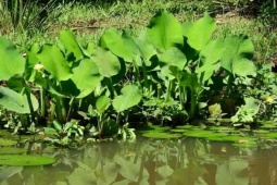 Cây dại mọc bờ mương hoá "mỏ tiền", thành đặc sản lạ, dân trồng 45 ngày cho thu hoạch