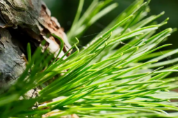 Cựu kỹ sư IT bỏ phố về quê, biến lá thông thành nguồn thu hơn 1,8 tỷ đồng/năm