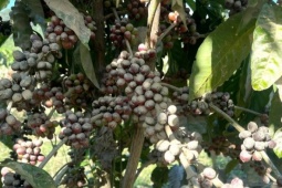 Cảnh chưa từng có trong vườn cà phê ở Lâm Đồng