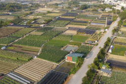 Hai “thủ phủ” quất- hoa xứ Thanh tăng tốc vào vụ Tết