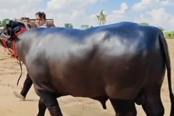 Con trâu được trả 8,7 tỷ đồng, người đàn ông vẫn từ chối bán