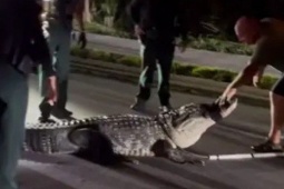 Cá sấu khổng lồ bất ngờ xuất hiện giữa mùa lạnh, cảnh sát nhanh chóng vào cuộc