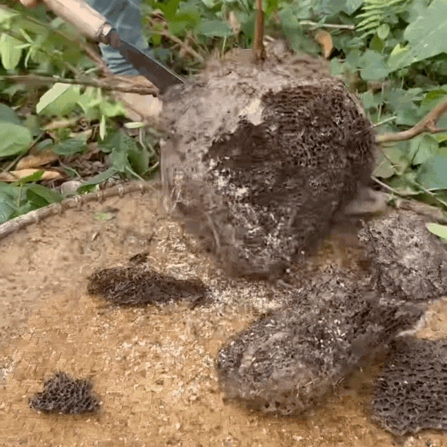 Món bánh đặc biệt của núi rừng Đông Bắc: Mỗi năm chỉ có một mùa, nghe tên thấy sợ nhưng được "săn lùng" - 2