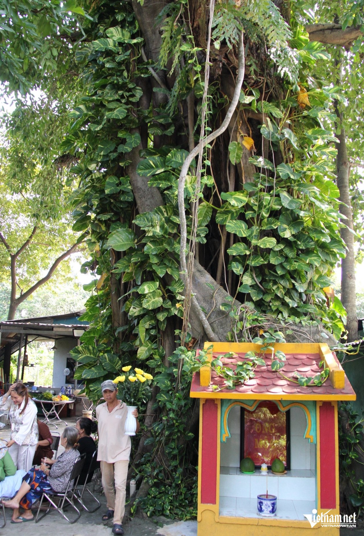 Phần gốc (ảnh trái) và thân trên (ảnh phải) của "ông Mộc". Ảnh: Hà Nguyễn