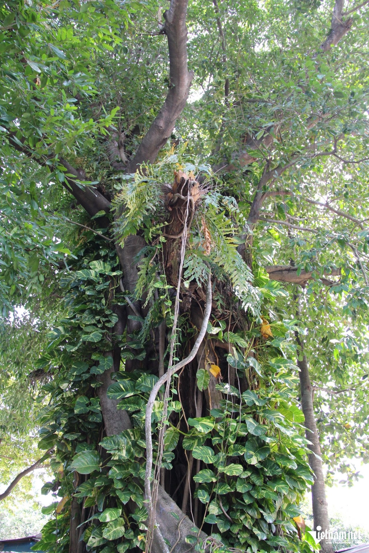 Phần gốc (ảnh trái) và thân trên (ảnh phải) của "ông Mộc". Ảnh: Hà Nguyễn