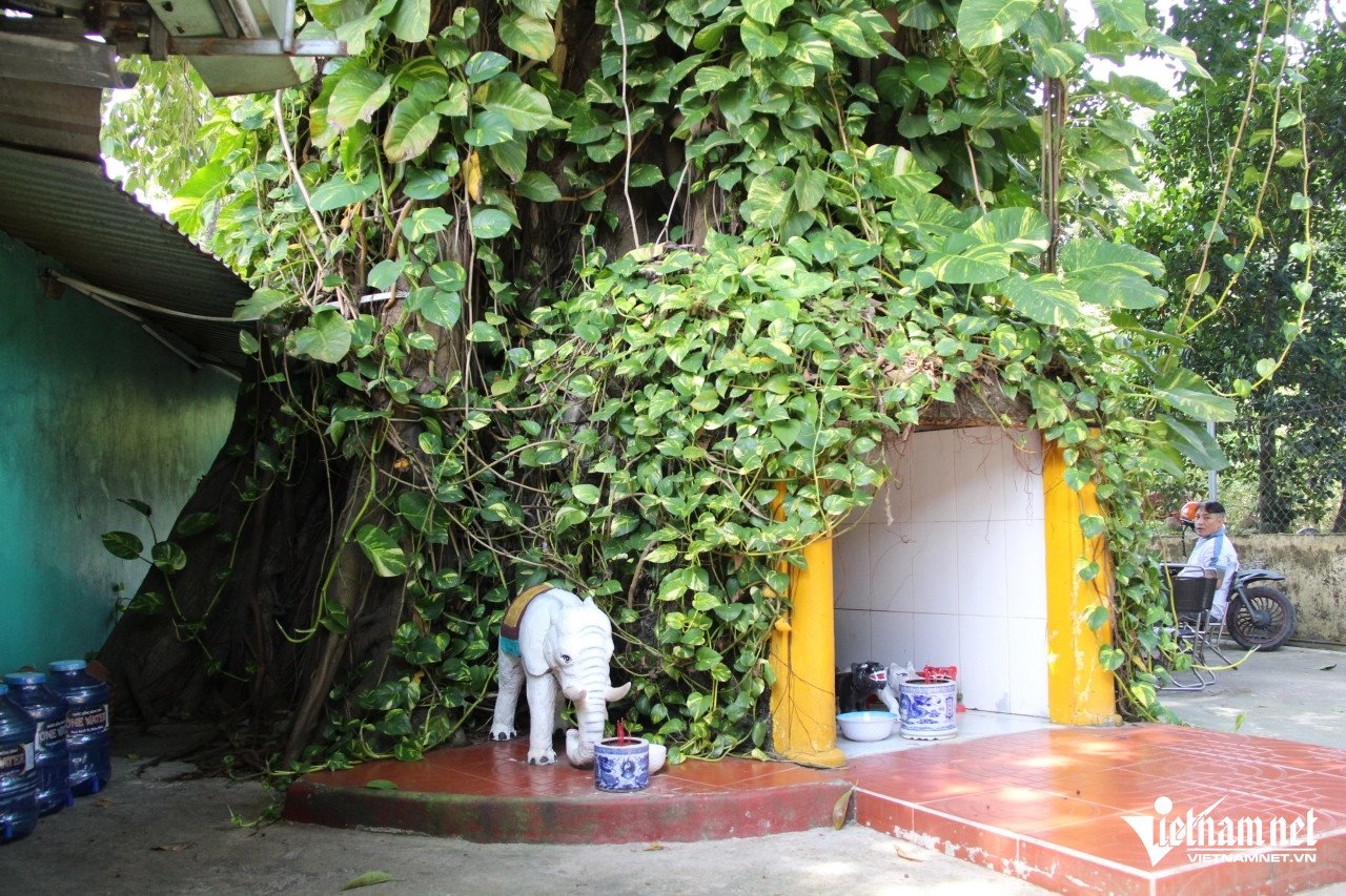 Các am thờ nhỏ bên dưới gốc cây cổ thụ. &nbsp;Ảnh: Hà Nguyễn