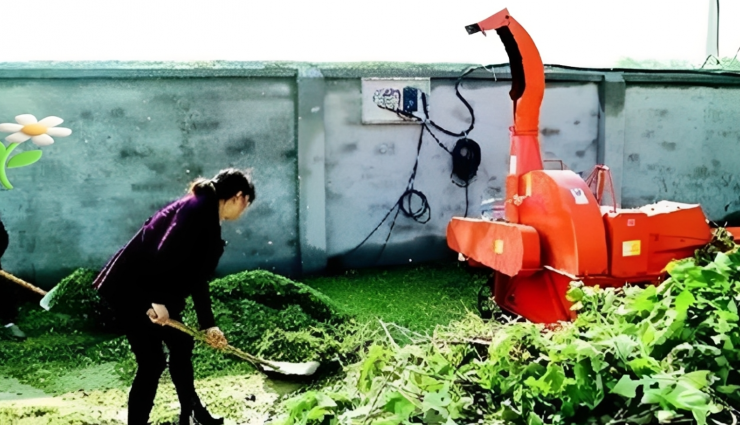 Dướng vừa là lá rừng phủ xanh đồi trọc, vừa là nguồn protein tự nhiên giúp vật nuôi khỏe mạnh, giảm phụ thuộc thức ăn công nghiệp. Ảnh: Baidu