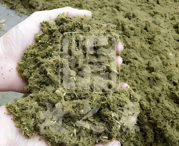 Bột lá dướng sinh thái mở ra hướng đi mới cho ngành chăn nuôi xanh và kinh tế không phát thải ở nông thôn Trung Quốc. Ảnh: Baidu