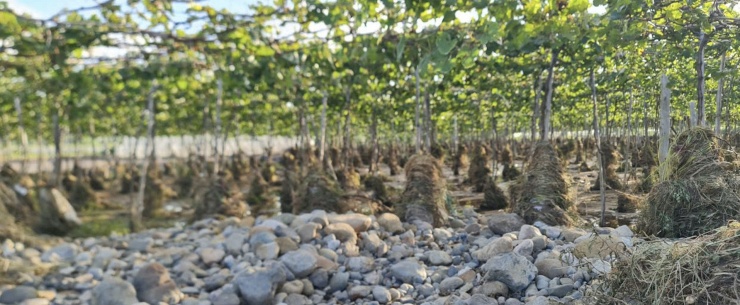 Nước lũ rút để lại toàn đất đá trên diện tích đất trồng cây của người dân. Ảnh: NVCC