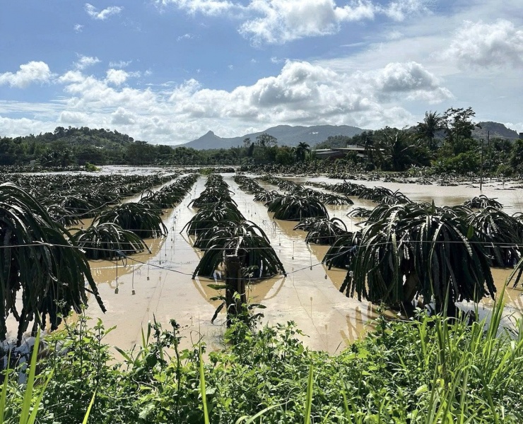 Thanh long bị ngập tại tỉnh Lâm Đồng sau đợt mưa lũ ngày 4/12. Ảnh: NVCC
