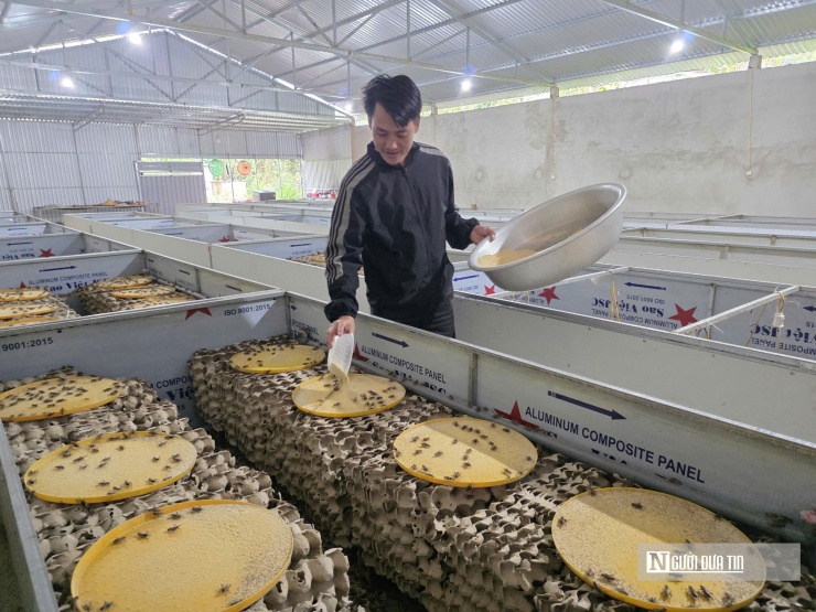 Chàng rể chúng tôi muốn nhắc đến là anh Phạm Công Văn (33 tuổi), trú tại xã Mường Quàng, tỉnh Nghệ An. Theo đó, anh Văn sinh ra và lớn lên ở Hải Phòng nhưng lấy vợ ở xã Mường Quàng. Năm 2022, do ảnh hưởng dịch Covid- 19, vợ chồng anh quyết định về quê vợ để lập nghiệp.