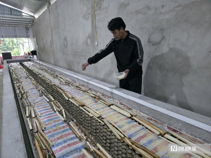 Người đàn ông này, tận dụng lá sắn, lá chuối là những sản phẩm có nhiều tại địa phương để làm thức ăn cho đàn dế. Ngoài ra, anh cũng bổ sung thêm cám ngô để đảm bảo đàn dế được cung cấp đủ chất dinh dưỡng.