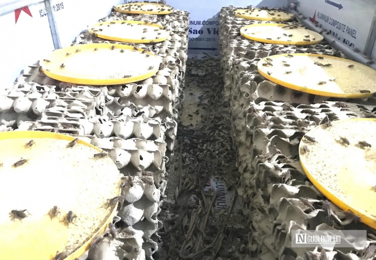 Để phát triển mô hình này, anh Văn tự mày mò tìm hiểu về các loại dế qua sách báo, mạng Internet rồi học cách nuôi từ những chủ trại thành công mô hình này. Thời gian đầu, anh nuôi dế trong 20 cái khay đựng trứng, vừa tiết kiệm chi phí, vừa giữ nhiệt tốt. Do chưa có kinh nghiệm nên ban đầu dế chết khá nhiều. Không nản lòng, sau nhiều lần thất bại anh đã thành công với mô hình này.