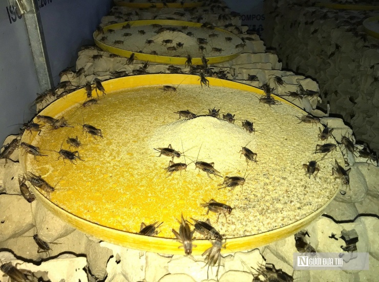 Nuôi loài “tí hon” 30 ngày đã thu hoạch, chàng rể Nghệ An kiếm trăm triệu mỗi năm - 5