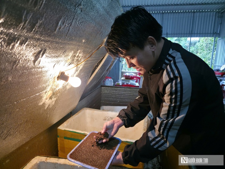 Dế là loài động vật có vòng đời ngắn, nên cần phải thu hoạch, bán trước khi con dế chết già. Tuổi thọ trung bình của một con dế thường là trong vòng 70 - 90 ngày.