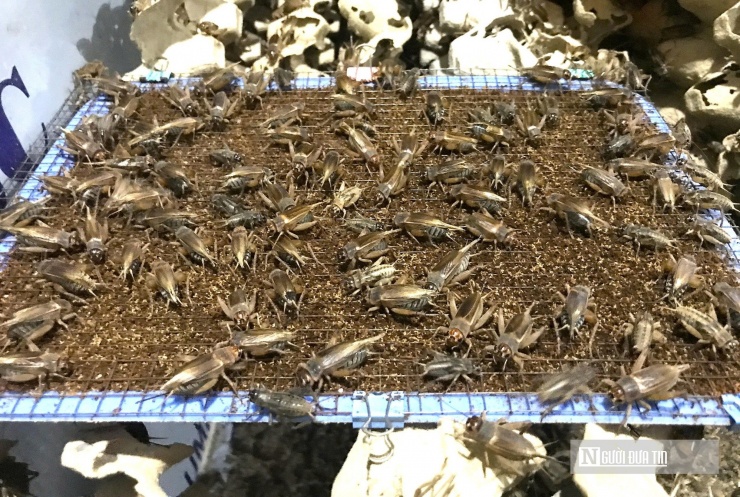 Sau 3 năm nuôi dế, hiện anh Văn đã có thể mua đất, dựng trang trại khép kín đảm và có 40 thùng nuôi lớn để nuôi dế. Năm 2024, ông chủ trang trại xuất bán ra thị trường hàng triệu con dế với tổng trọng lượng khoảng 3,5 tấn, thu về gần 500 triệu đồng. Hiện dế thương phẩm trên thị trường được bán với giá 120.000- 130.000 đồng/kg.