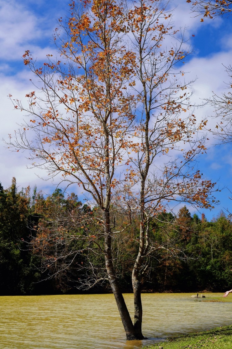 Khu rừng Quảng Trị có khung cảnh đẹp như trời Âu, hút khách tới check-in - 6