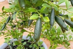 Loại quả đắt đỏ bậc nhất thế giới, 3 triệu đồng/kg được ví như "trứng cá hồi", Việt Nam cũng trồng được