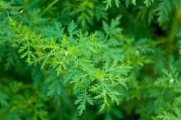 Cỏ hôi hám ở quê, sang nước ngoài là “mỏ tiền” hơn 700.000đ/kg