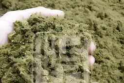 Thị trường - Tiêu dùng - Trồng cây làm thức ăn cho lợn, nông dân Trung Quốc thu tiền tỷ mỗi năm