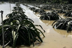 Hàng tấn nho, thanh long ở Lâm Đồng chìm trong lũ: Bà con lo tiền đâu ăn Tết
