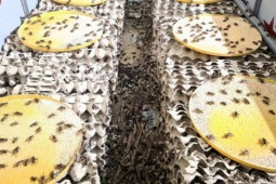 Thị trường - Tiêu dùng - Nuôi loài “tí hon” 30 ngày đã thu hoạch, chàng rể Nghệ An kiếm trăm triệu mỗi năm