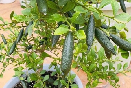 Loại quả đắt đỏ bậc nhất thế giới, 3 triệu đồng/kg được ví như "trứng cá hồi", Việt Nam cũng trồng được