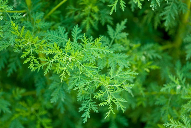 Cỏ hôi hám ở quê, sang nước ngoài là “mỏ tiền” hơn 700.000đ/kg - 1