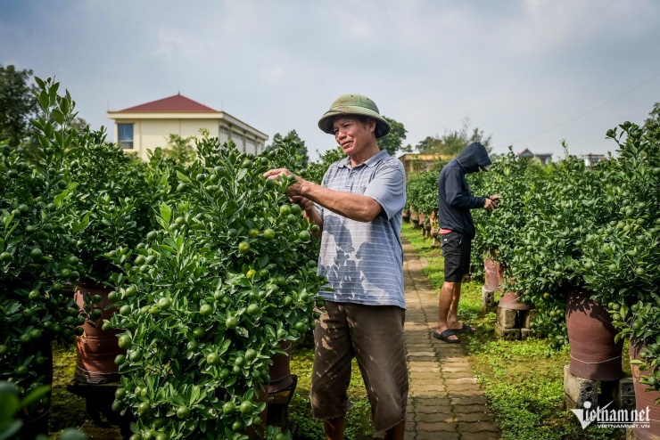 Thủ phủ quất Tết ở Ninh Bình 'cháy hàng' từ tháng 9, nhà vườn thắng lớn - 2