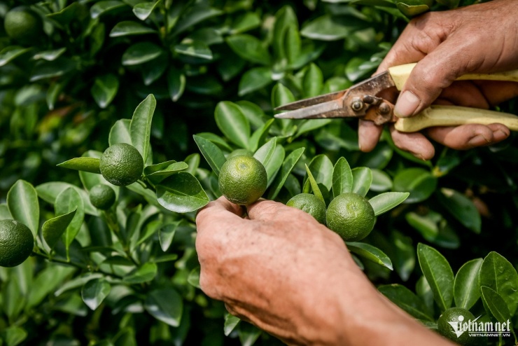 Thủ phủ quất Tết ở Ninh Bình 'cháy hàng' từ tháng 9, nhà vườn thắng lớn - 3