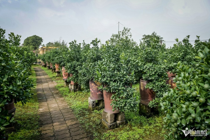 Thủ phủ quất Tết ở Ninh Bình 'cháy hàng' từ tháng 9, nhà vườn thắng lớn - 1