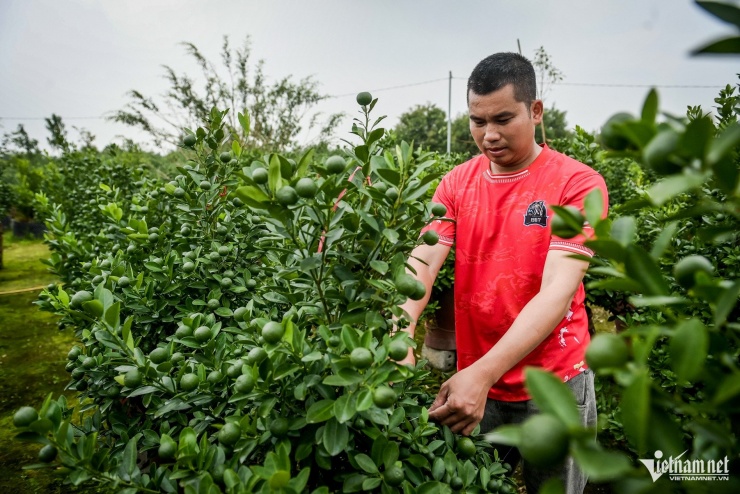 Thủ phủ quất Tết ở Ninh Bình 'cháy hàng' từ tháng 9, nhà vườn thắng lớn - 5