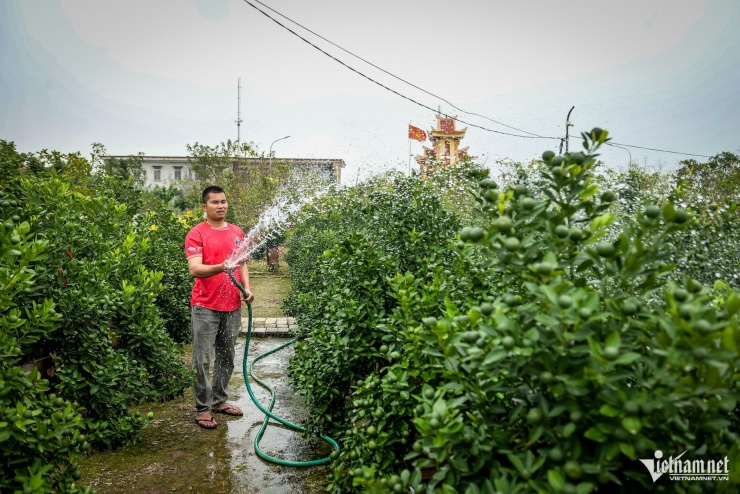 Thủ phủ quất Tết ở Ninh Bình 'cháy hàng' từ tháng 9, nhà vườn thắng lớn - 6