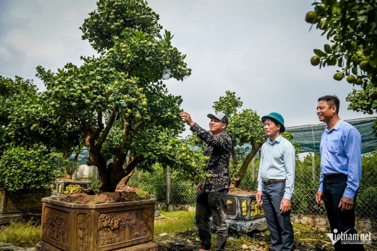 Thủ phủ quất Tết ở Ninh Bình 'cháy hàng' từ tháng 9, nhà vườn thắng lớn - 7