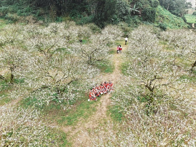 Hoa mận nở sớm, tinh khôi giữa tiết trời đầu đông ở Mộc Châu - 1