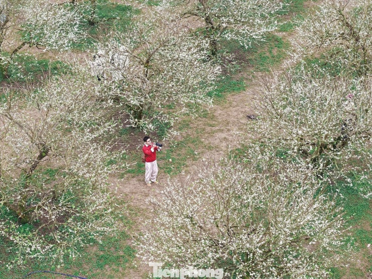 Hoa mận nở sớm, tinh khôi giữa tiết trời đầu đông ở Mộc Châu - 2