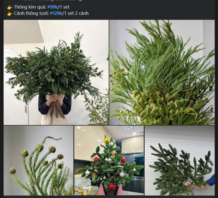 Vài năm trở lại đây, thông tươi trở thành mặt hàng quen thuộc trên thị trường vào mỗi dịp Giáng sinh.