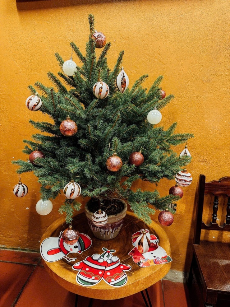 Tùy vào sở thích và nhu cầu của mỗi người có thể chọn thông tươi hoặc thông giả để trang trí Noel.