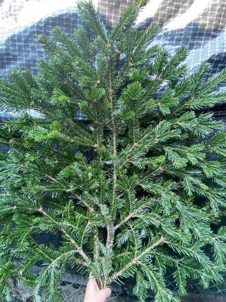 Những cành thông thật được nhiều người lựa chọn vì có giá cả phù hợp với túi tiền.