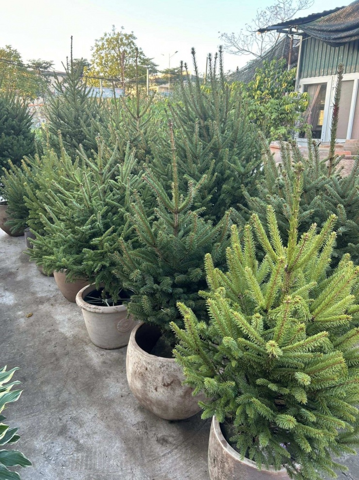 Cành thông tươi nhập khẩu được nhiều khách hàng yêu thích bởi tán dày, đều, lá dài và màu sắc tươi lâu, mùi thơm rõ nét.