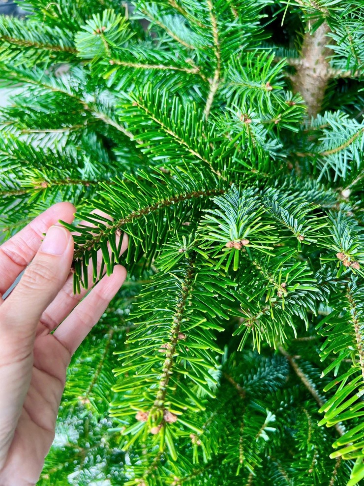 Thông tươi giá rẻ được chị em ‘săn đón’ trang trí dịp Giáng sinh 2025 - 6