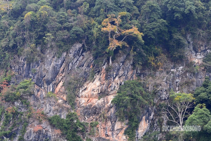 Rừng cổ thụ &#39;khoác áo mới&#39; bên hồ nước ngọt đẹp nhất thế giới - 6