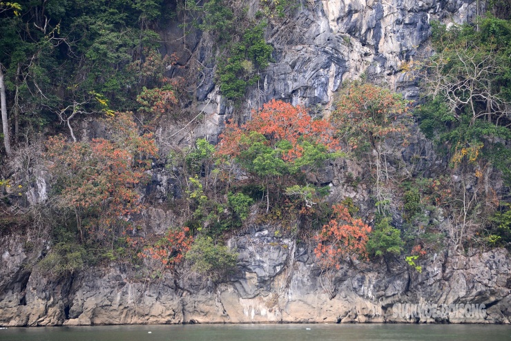 Rừng cổ thụ &#39;khoác áo mới&#39; bên hồ nước ngọt đẹp nhất thế giới - 7