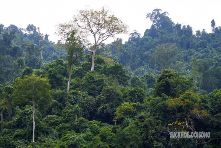 Rừng cổ thụ &#39;khoác áo mới&#39; bên hồ nước ngọt đẹp nhất thế giới - 9