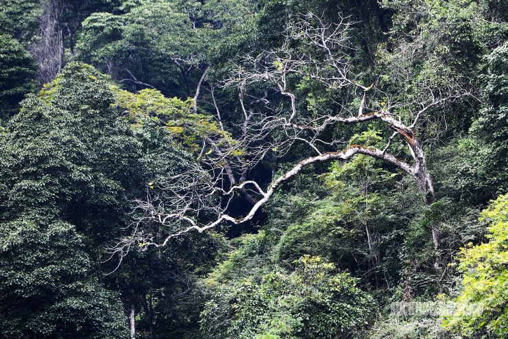 Rừng cổ thụ &#39;khoác áo mới&#39; bên hồ nước ngọt đẹp nhất thế giới - 10